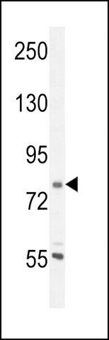 ANTI-CORO7 (N-TERM) antibody produced in rabbit