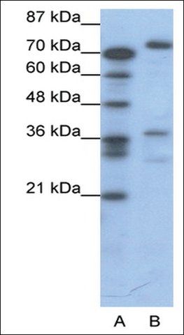 Anti-CREB3 antibody produced in rabbit