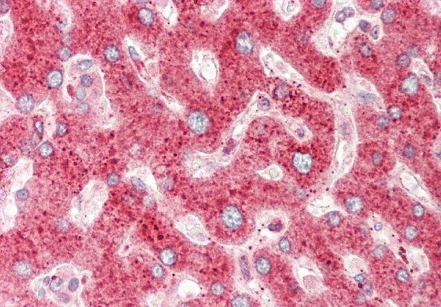 Anti-CRIP1, (N-terminal) antibody produced in rabbit