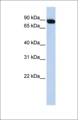 Anti-CREBL1 antibody produced in rabbit