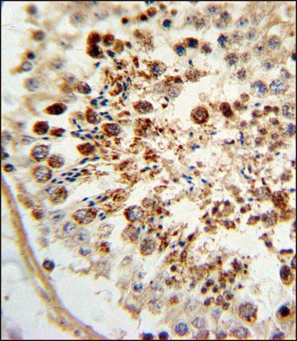 ANTI-COX6A1 (CENTER) antibody produced in rabbit