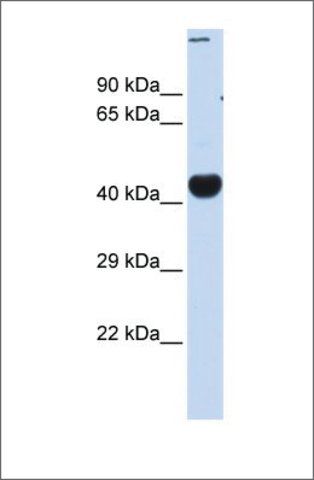 Anti-CREBZF antibody produced in rabbit