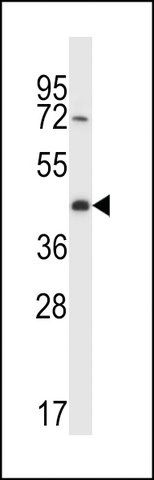 ANTI-CREG2(C-TERMINAL) antibody produced in rabbit