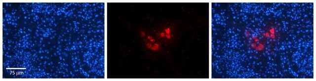 Anti-CREBZF antibody produced in rabbit