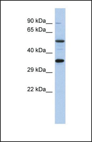 Anti-CREB1 antibody produced in rabbit