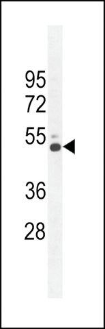 ANTI-CRFR2 (D35) antibody produced in rabbit