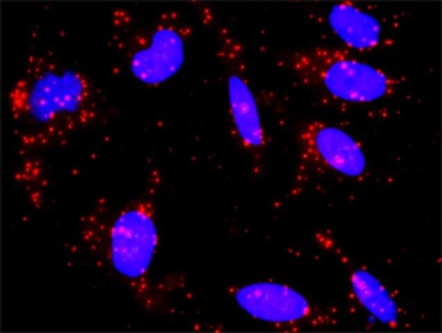 Anti-CREB3 antibody produced in rabbit