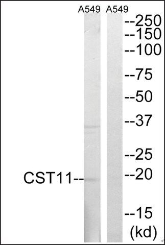 Anti-CST11 antibody produced in rabbit