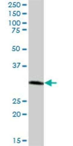 Anti-CTSZ antibody produced in mouse