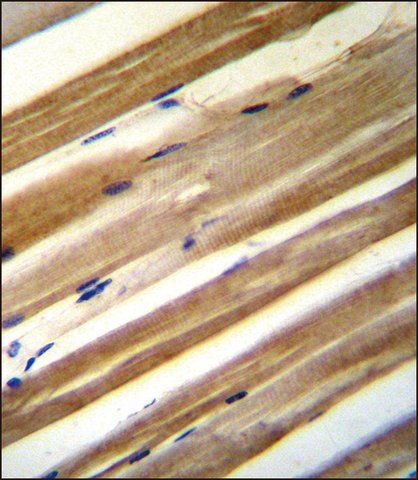 ANTI-CU070 (C-TERM) antibody produced in rabbit