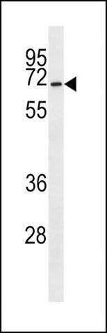 ANTI-CSRNP3 (N-TERM) antibody produced in rabbit