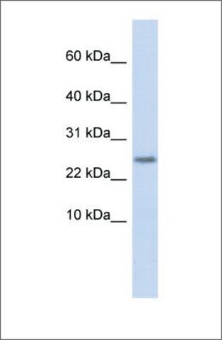 Anti-CST9 antibody produced in rabbit