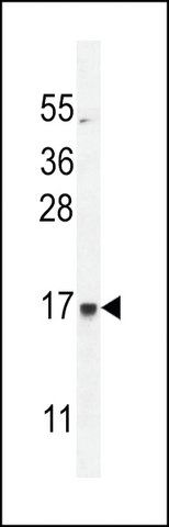 ANTI-CU002 (C-TERMINAL) antibody produced in rabbit