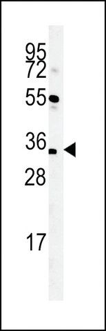 ANTI-CU056(C-TERMINAL) antibody produced in rabbit