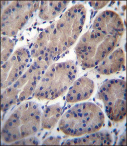 ANTI-CTTNBP2NL (N-TERM) antibody produced in rabbit