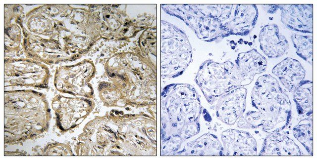 Anti-CST9L antibody produced in rabbit