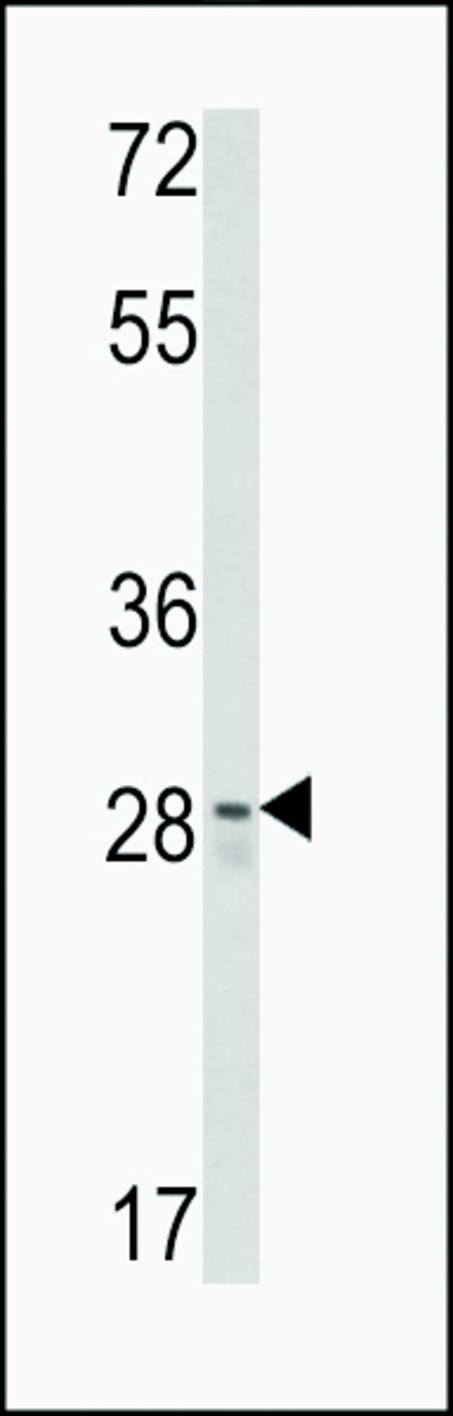 ANTI-CUEDC2(C-TERMINAL) antibody produced in rabbit