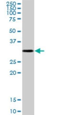 Anti-CTSZ antibody produced in mouse