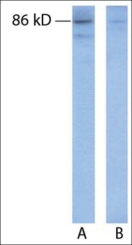 Anti-CUL1 antibody produced in rabbit