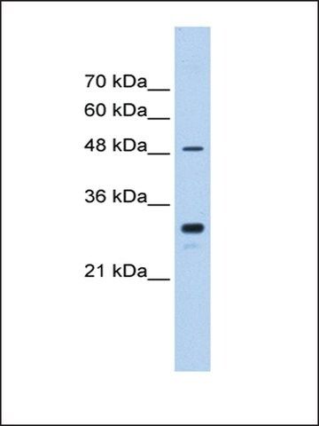 Anti-CYP2C9