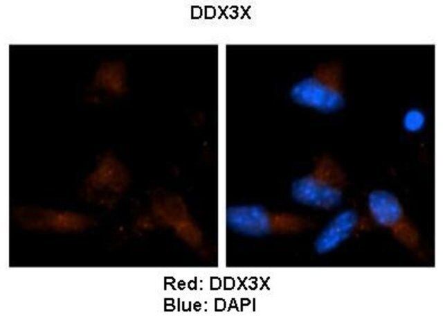 Anti-DDX3X, (N-terminal) antibody produced in rabbit