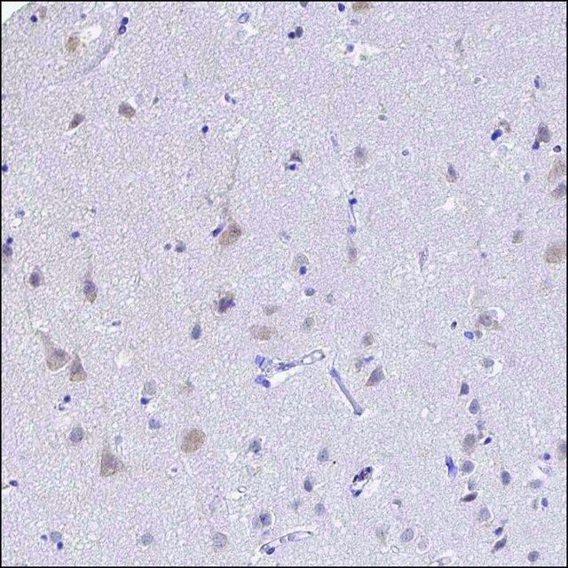 Anti-DDN antibody produced in rabbit