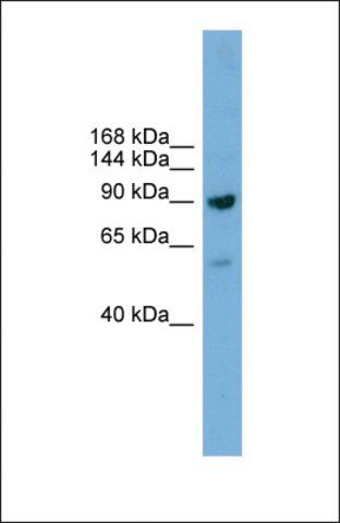 Anti-DDX54, (C-terminal) antibody produced in rabbit