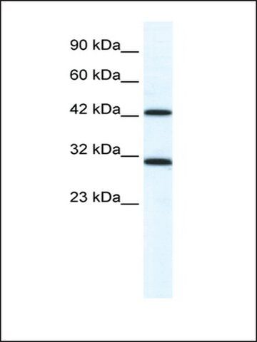 Anti-DDX39 antibody produced in rabbit