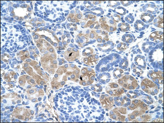 Anti-DCUN1D1 antibody produced in rabbit