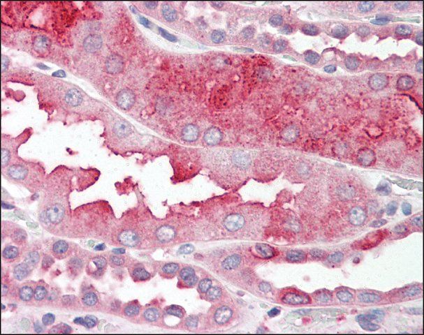Anti-DHRS7 antibody produced in rabbit