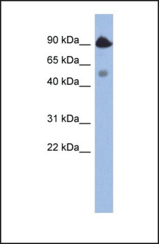 Anti-BCL2L13 antibody produced in rabbit