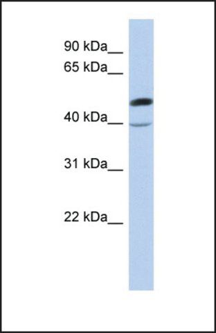 Anti-BECN1, (N-terminal) antibody produced in rabbit