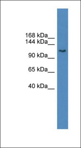 Anti-BCLAF1 antibody produced in rabbit