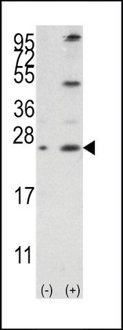 ANTI-BCL-W (BH3 DOMAIN SPECIFIC) antibody produced in rabbit