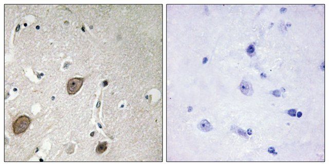 Anti-BEGIN antibody produced in rabbit
