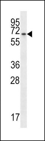 ANTI-BEND4 (N-TERM) antibody produced in rabbit