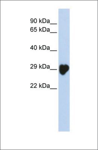 Anti-CA1 antibody produced in rabbit