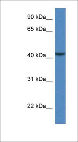 Anti-CAB39L antibody produced in rabbit