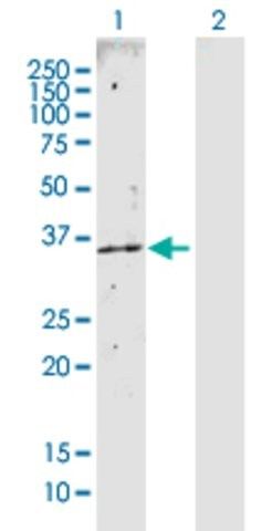 Anti-CAB39 antibody produced in rabbit