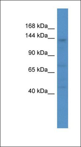 Anti-CACNA2D4 antibody produced in rabbit