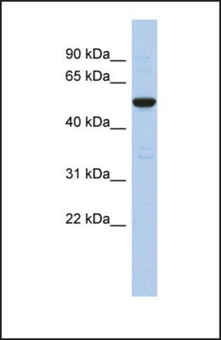 Anti-C9ORF75 antibody produced in rabbit