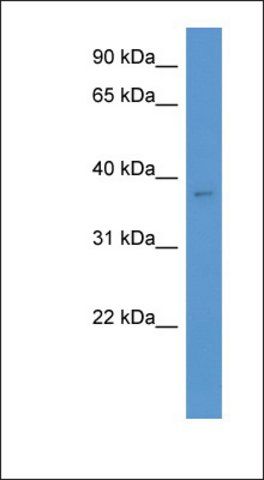 Anti-CACNG3 antibody produced in rabbit