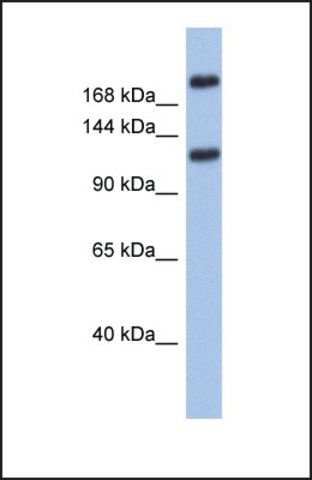 Anti-CACNA1I antibody produced in rabbit