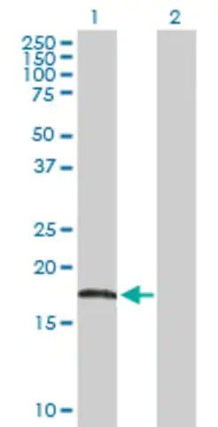 Anti-AHNAK antibody produced in rabbit