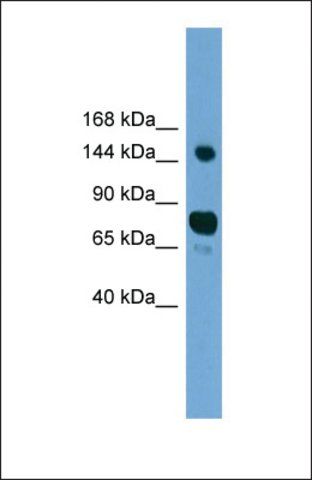 Anti-AGTPBP1, (N-terminal) antibody produced in rabbit