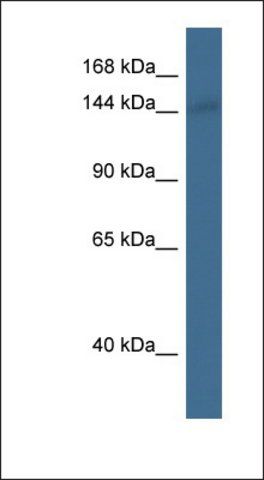 Anti-AHI1 antibody produced in rabbit