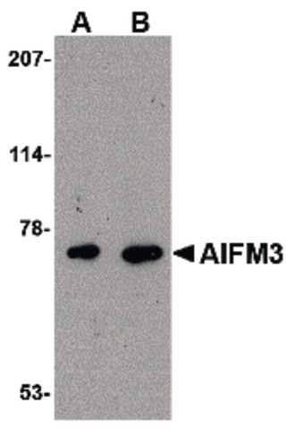 Anti-AIFM3 antibody produced in rabbit