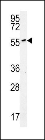 ANTI-ALG10B (C-TERM) antibody produced in rabbit