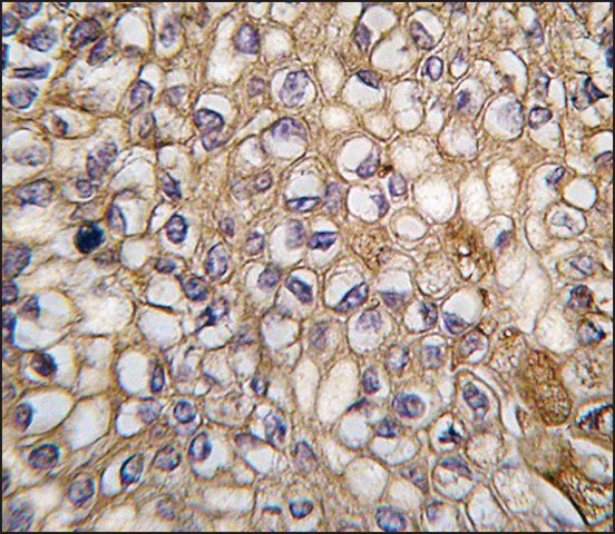 Anti-ALOX5AP (C-term) antibody produced in rabbit