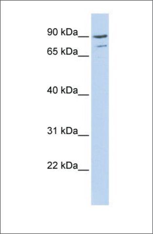 Anti-AKAP8 (ab3) antibody produced in rabbit